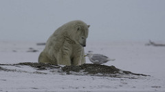 Polar Bear, Gull Share