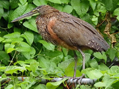 Bare-throated Tiger-Heron