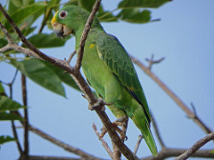 Yellow-crowned Parrot