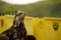 Eagle in Dutch Harbor in front of fish totes