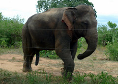 Hambantota District