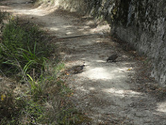 Birds in Abel Tasman