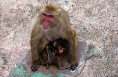 Kushiro zoo, Japan