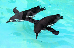 Kushiro zoo, Japan