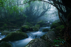 Mononoke forest, Yakushima island