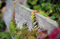 Creeping Tendrils