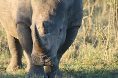 white rhino