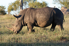 white rhino bull