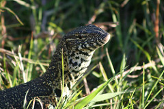 water monitor lizard