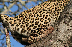 a leopard