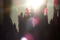 Trigo