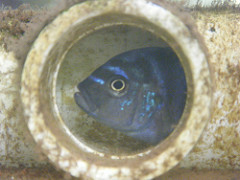 Cynotilapia mbamba
