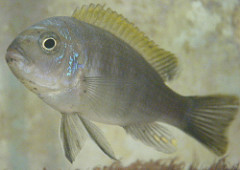 Cynotilapia mbamba
