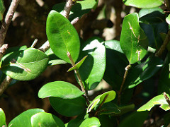 starr-070403-6407-Ligustrum_sp-leaves-Lanai_City-Lanai