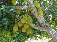 starr-070403-6454-Artocarpus_heterophyllus-fruit-Lanai_City-Lanai