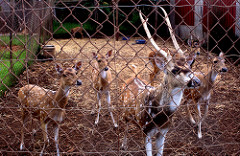 Lanai City Zoo