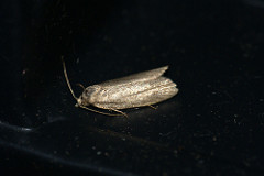 [1016] Cnephasia longana