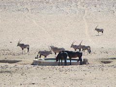 Wild Horses and Gemsbok