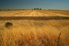 tumbleweed, hot, asleep