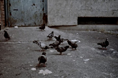 Mafia