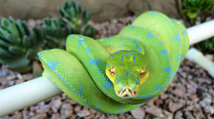 Fresh Shed