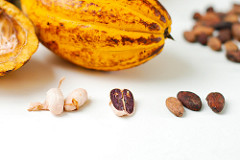 Fresh Cacao from São Tomé & Príncipe