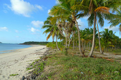 Badu Island Lilly Beach