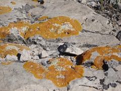 Lichen