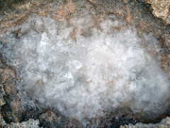 Halite in storm wave splash pool (Green Cay, offshore San Salvador Island, Bahamas) 2