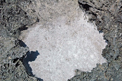 Halite in storm wave splash pool (Green Cay, offshore San Salvador Island, Bahamas) 10