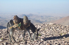 1276. Donkey. Sahand Mountains