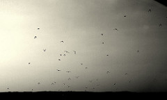 Scattered