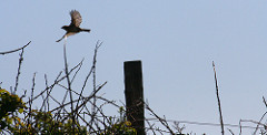 Take flight