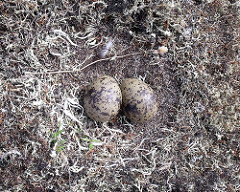 Arctic Tern Eggs