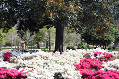 Ocean of Flowers
