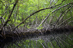 Mangrove forest in Bocas Del Toro, Panama