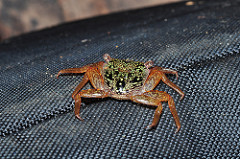 Crab from Bocas del Toro