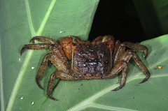 Crab from Bocas del Toro