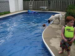 Pool, kids and dogs