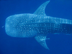 Whale Shark Diving