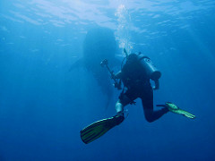 Whale Shark Diving