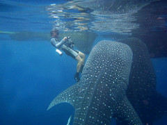 Whale Shark Diving