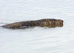 Water Monitor swimming in Bentota River