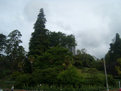 Nelson