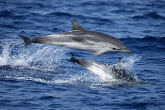 dauphin