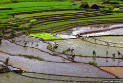 Nagacadan Rice Terraces (Kiangan, Ifugao)