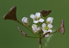 Capsella bursa-pastoris