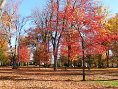 Maple Sapling II