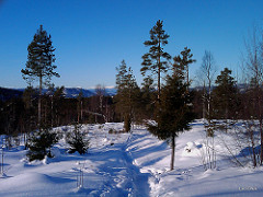 Winter forest.  Htc Tattoo