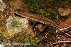 Takydromus septentrionalis